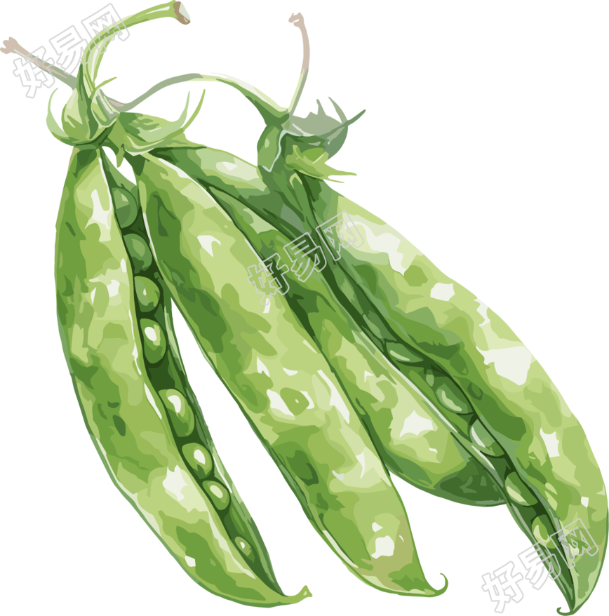 扁豆插画素材