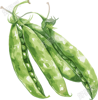 扁豆插画素材