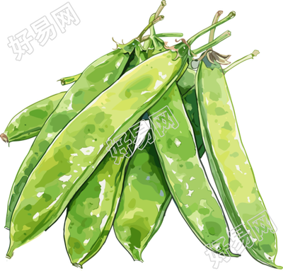 扁豆PNG元素插画