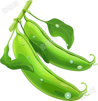 扁豆高清PNG插画