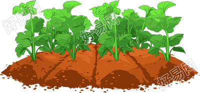 土地菜苗插图