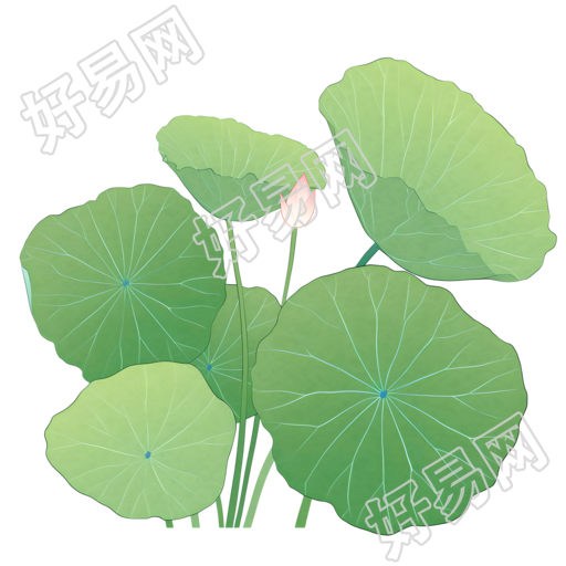 荷叶夏天简约插图