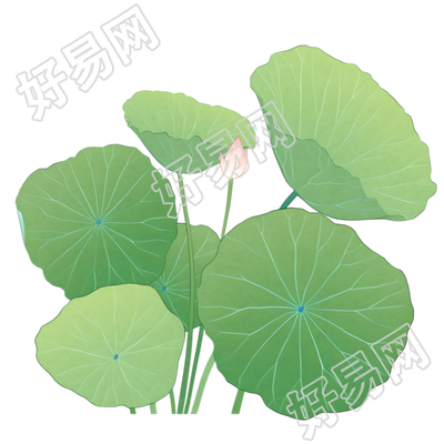 荷叶夏天简约插图