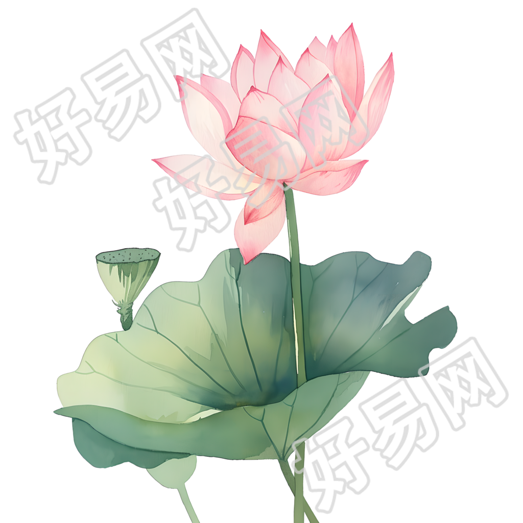荷叶荷花夏天素材