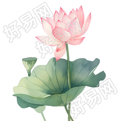 荷叶荷花夏天素材
