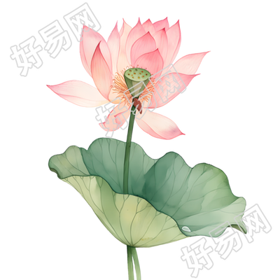 荷叶荷花夏天元素