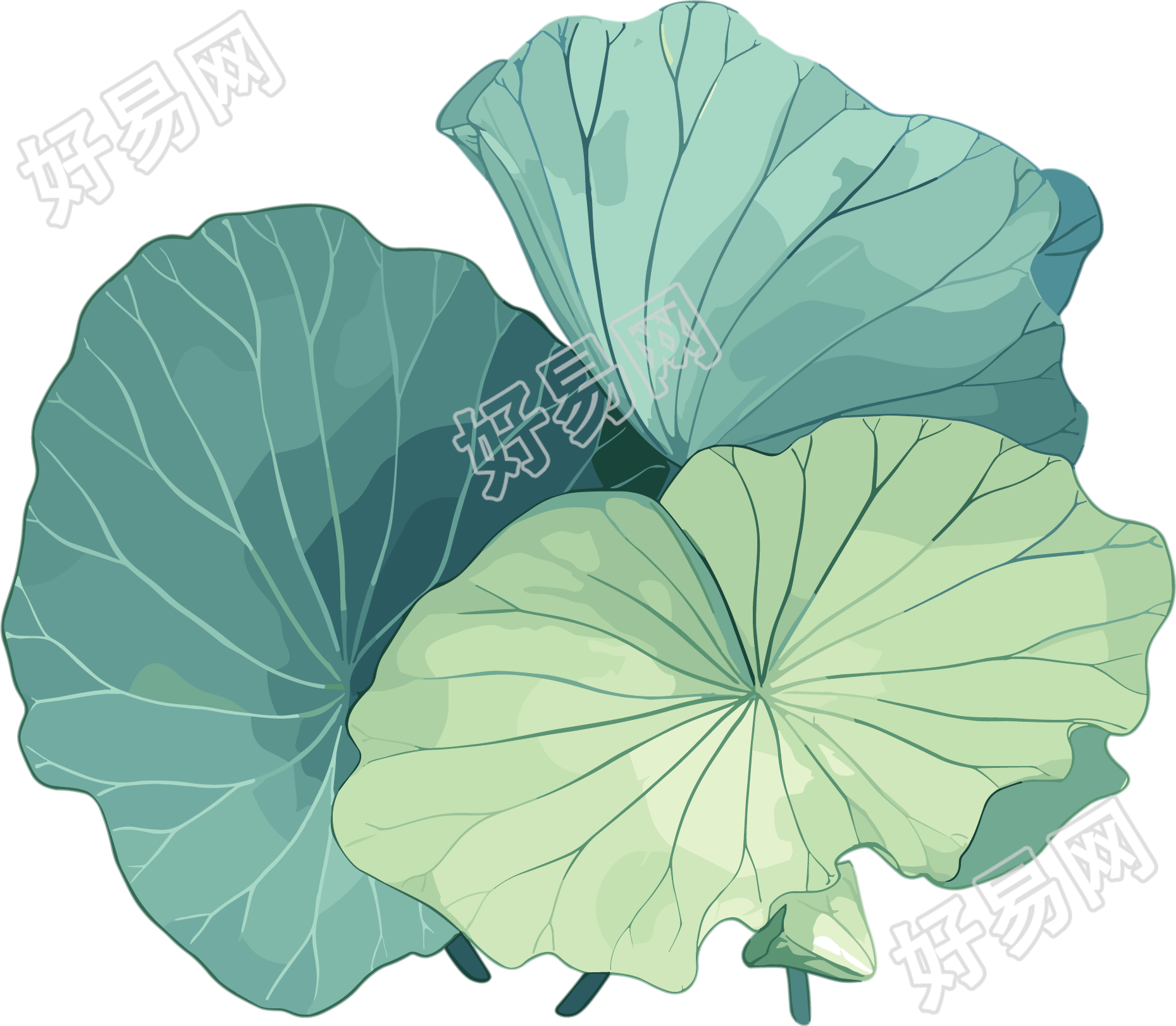 荷叶夏天透明背景素材