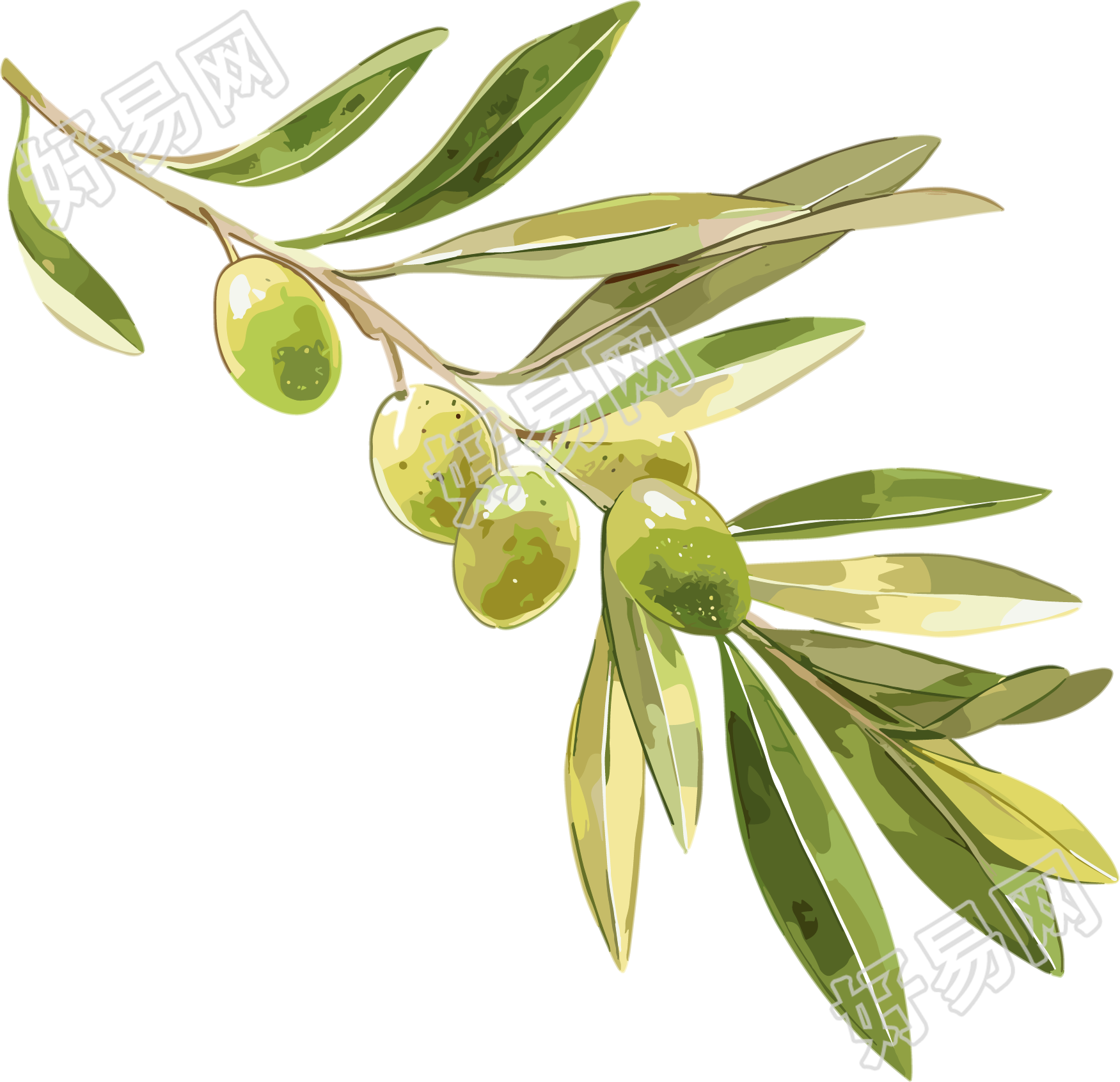 橄榄水彩植物插画