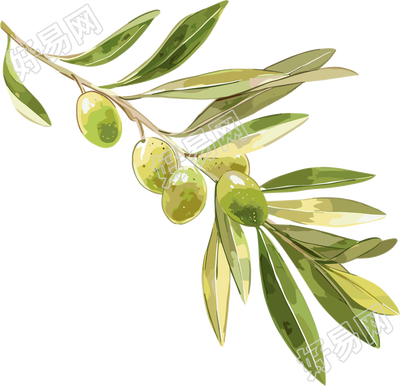 橄榄水彩植物插画