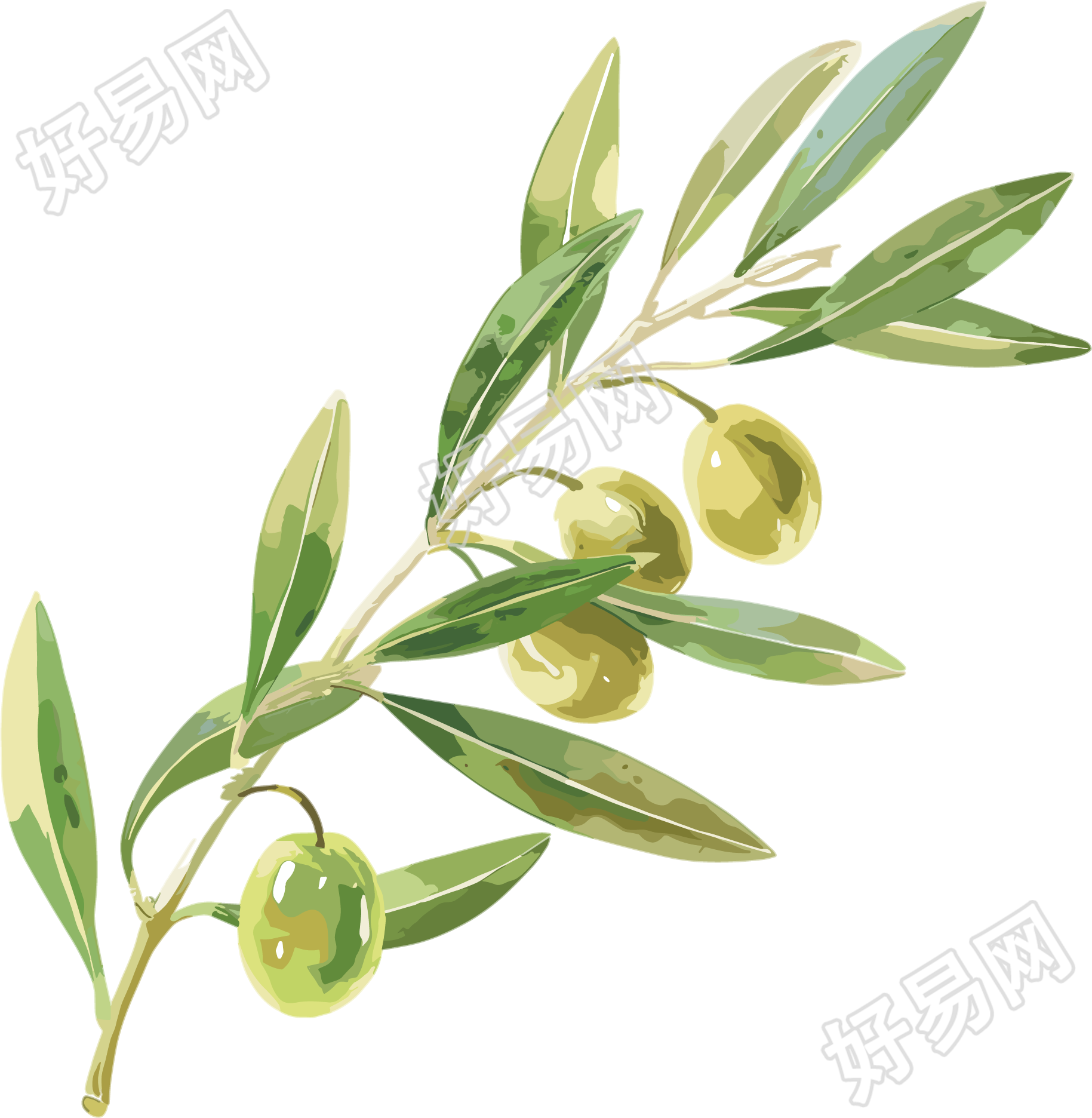 橄榄水彩植物图形素材