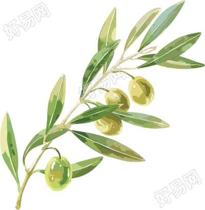 橄榄水彩植物图形素材