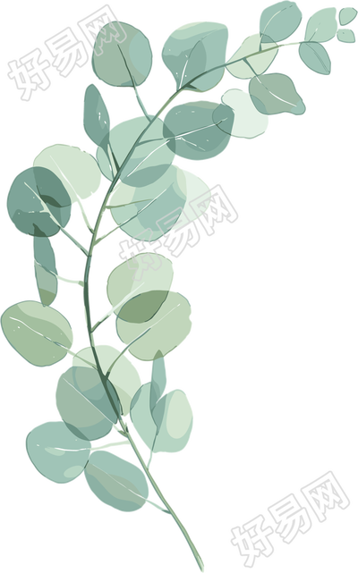 尤加利叶水彩植物插画