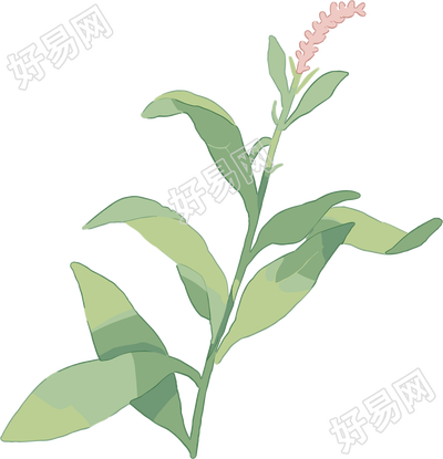 水彩植物简约风格插画