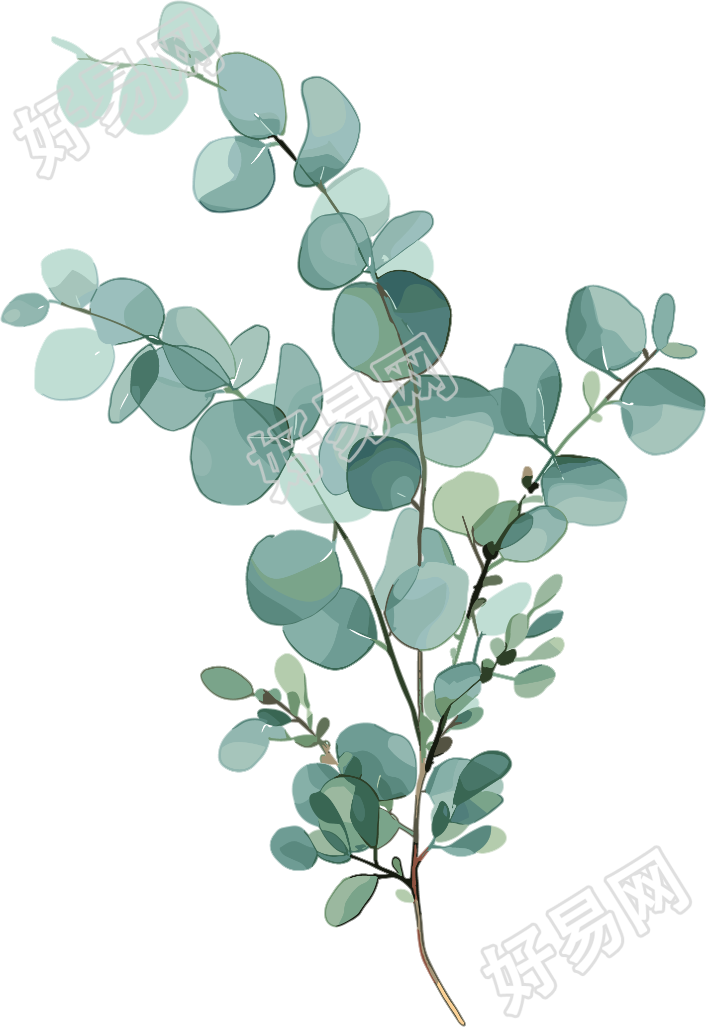 尤加利叶水彩植物元素