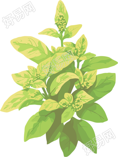 水彩植物插画设计元素