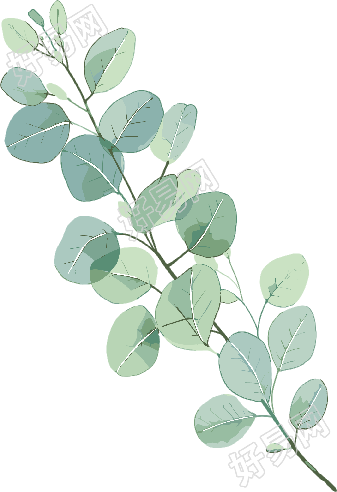 尤加利叶水彩植物插图