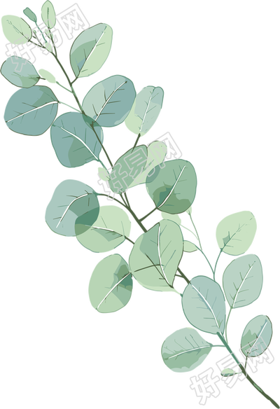尤加利叶水彩植物插图