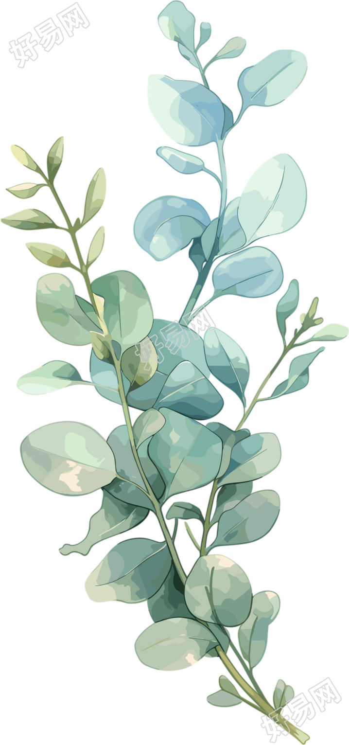 尤加利叶水彩植物商用插画