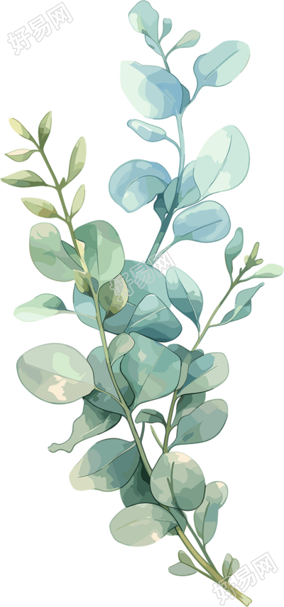 尤加利叶水彩植物商用插画