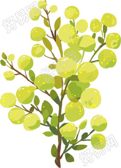 水彩植物简约插图