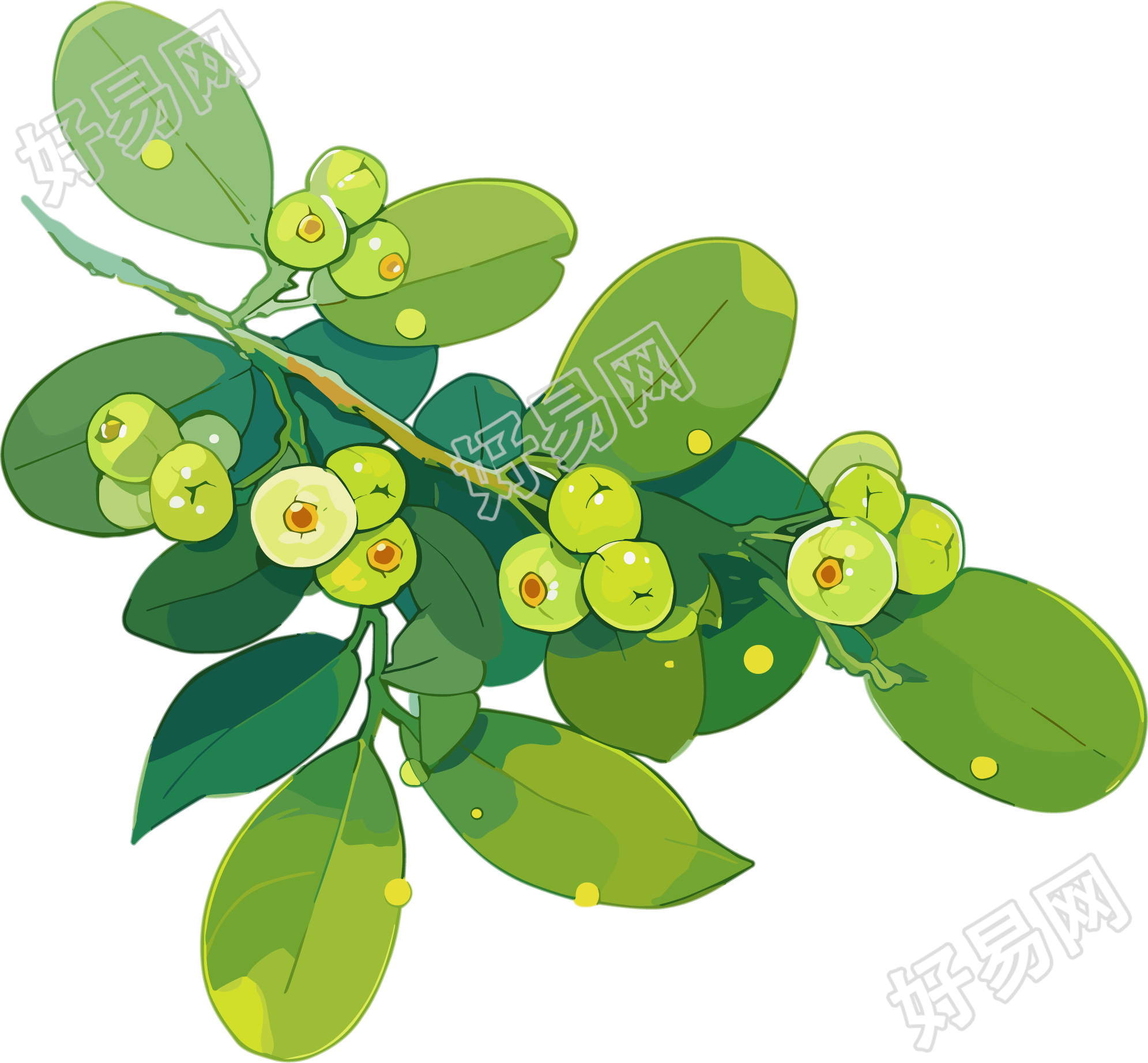 山楂水彩植物插图