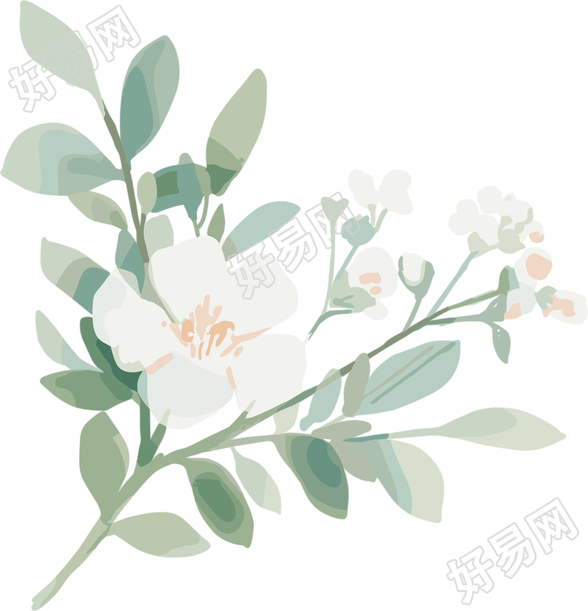 小白花水彩植物插画