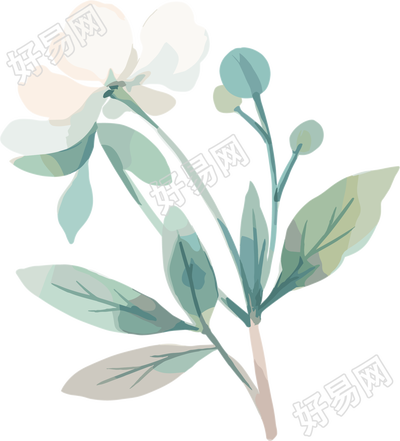 小白花水彩植物插图