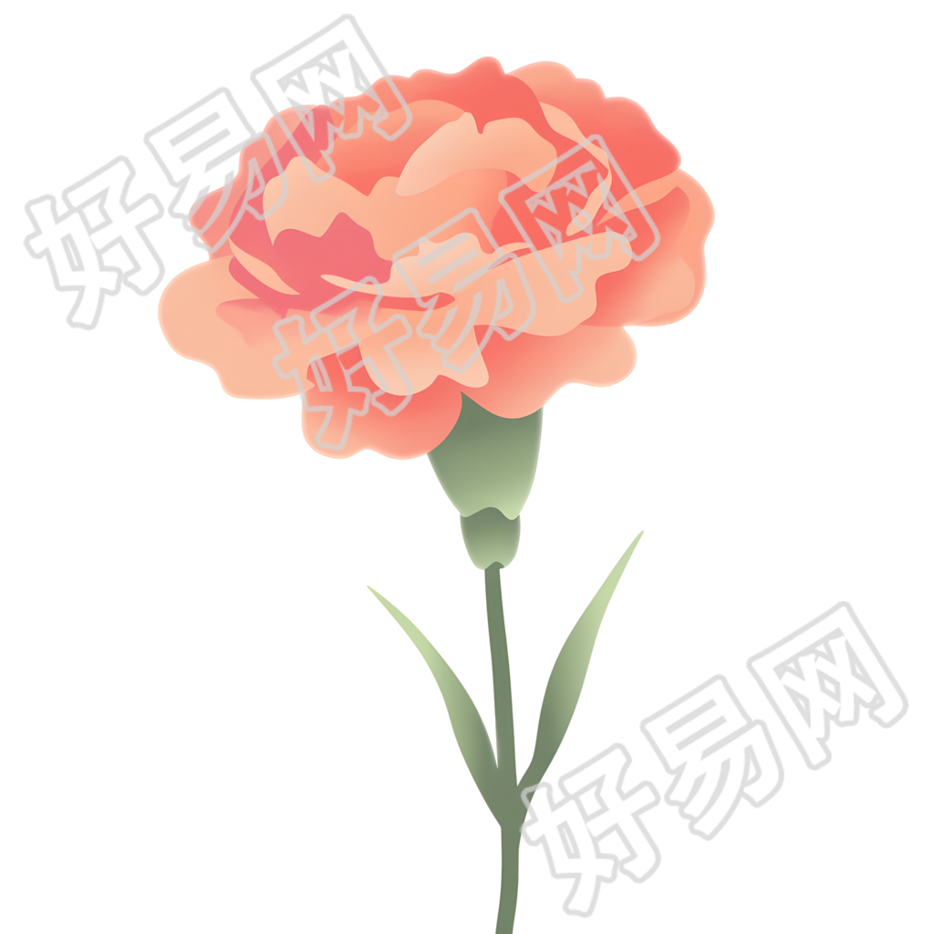 康乃馨装饰插图