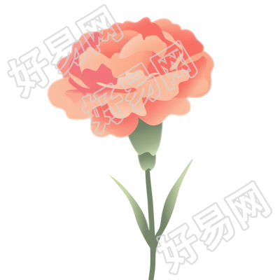 康乃馨装饰插图