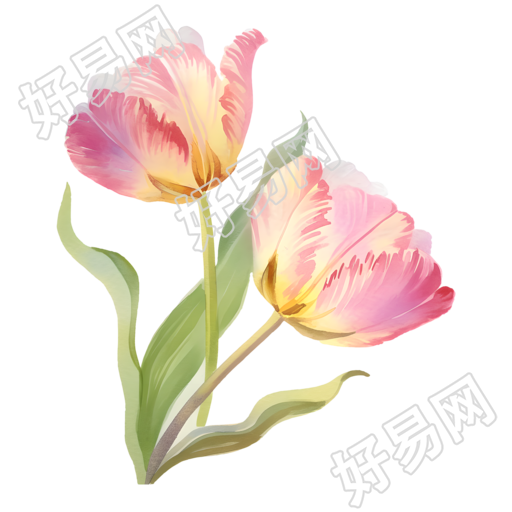 郁金香花朵插画