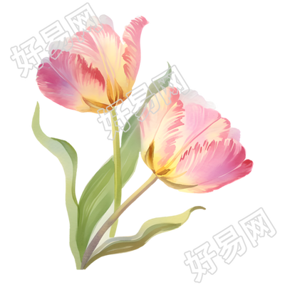 郁金香花朵插画