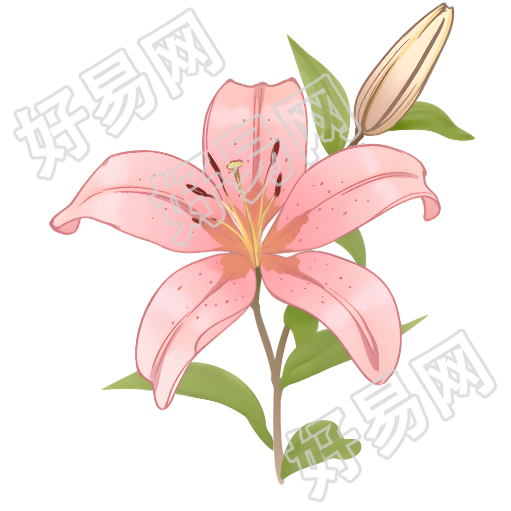 百合花插画设计