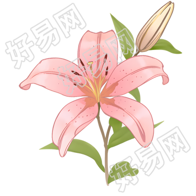 百合花插画设计
