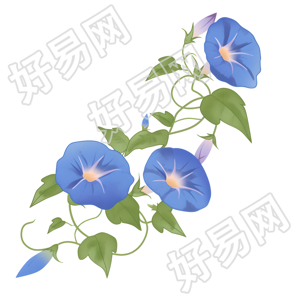 牵牛花矢量插画