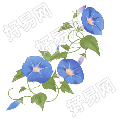 牵牛花矢量插画