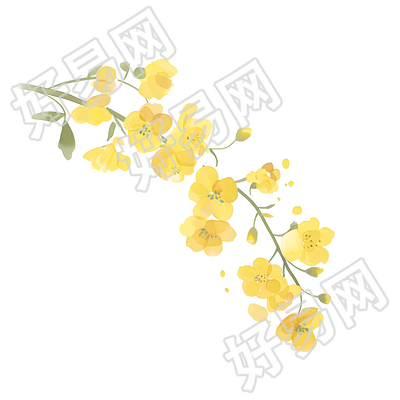 黄色小花卡通插图