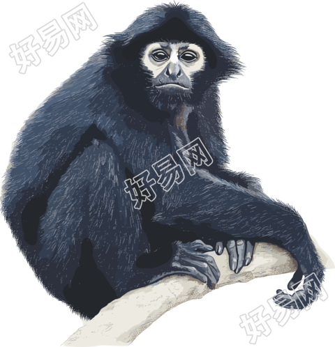 黑色猴子珍稀动物插画