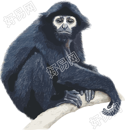 黑色猴子珍稀动物插画