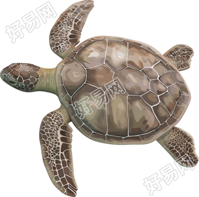 海龟珍稀动物插图