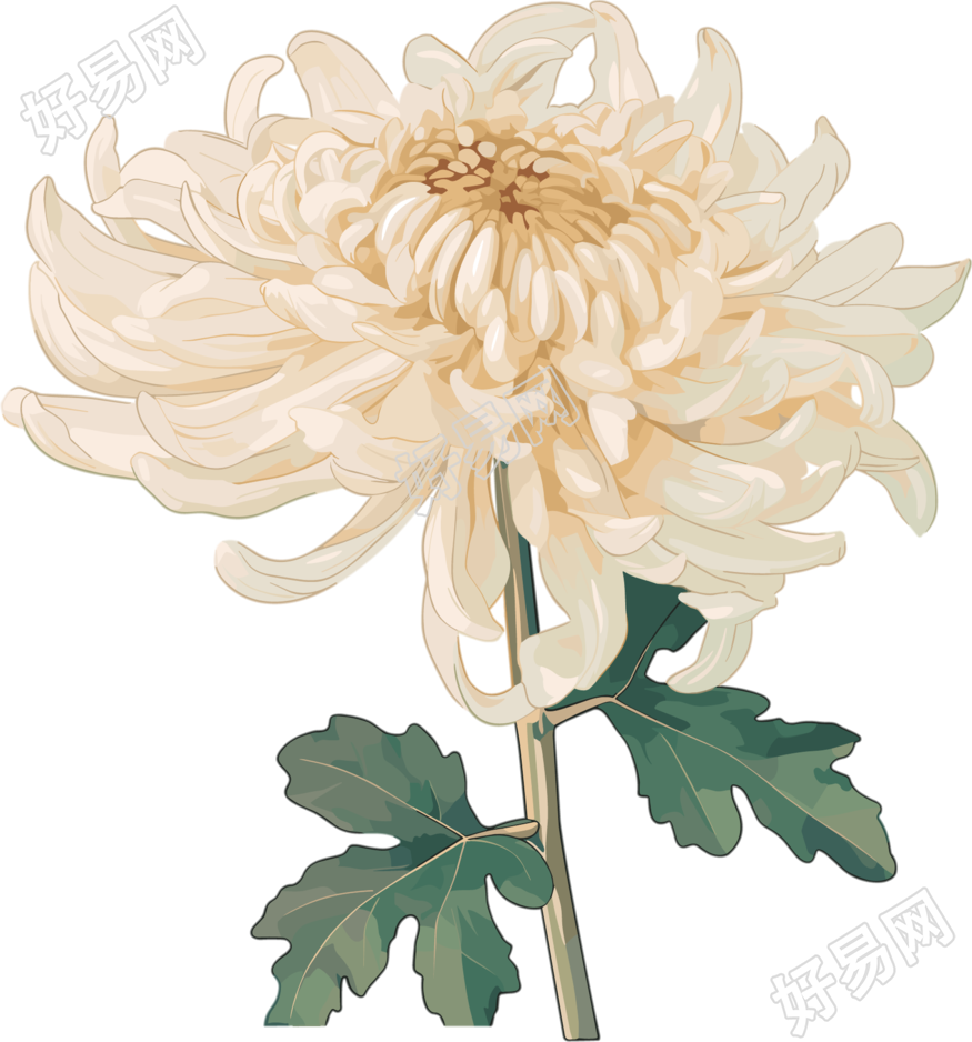 水彩菊花矢量插图