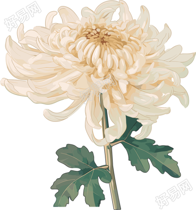 水彩菊花矢量插图