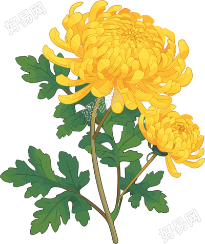 水彩菊花清新插画