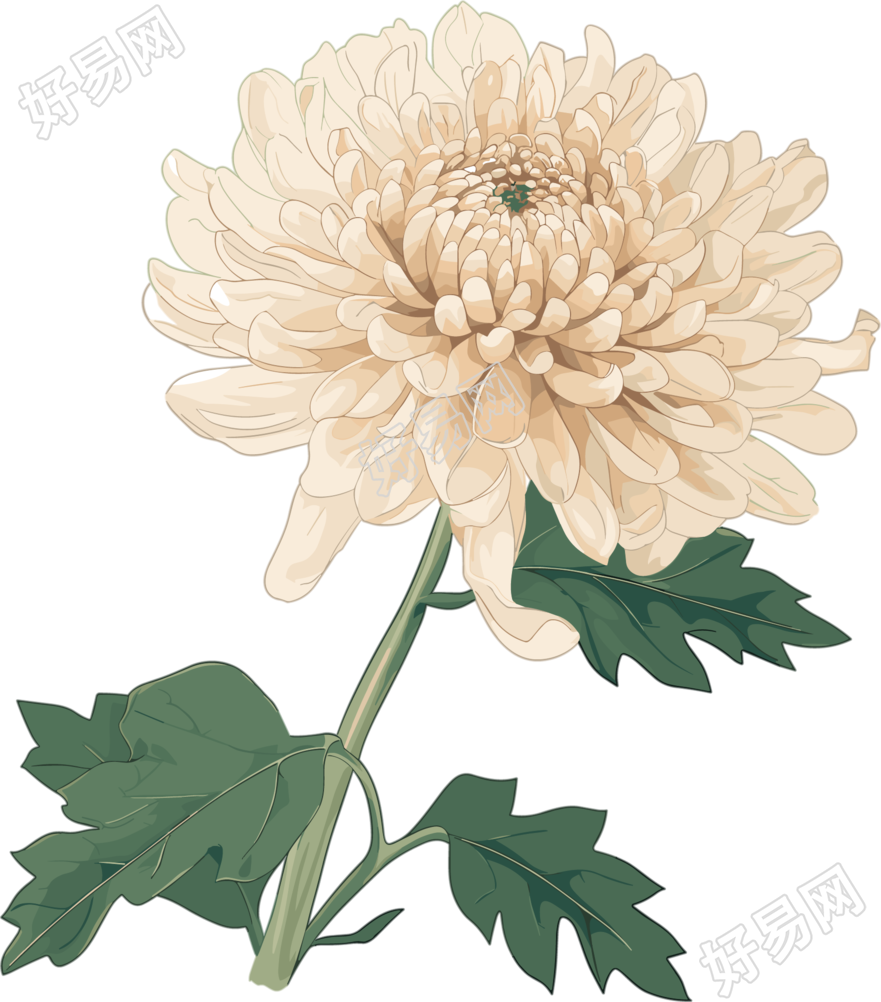 水彩菊花PNG图形素材