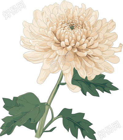 水彩菊花PNG图形素材