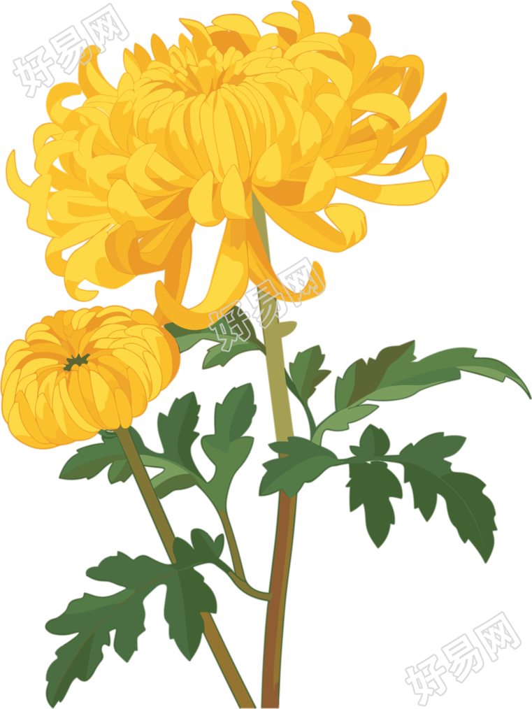 水彩菊花插画设计元素
