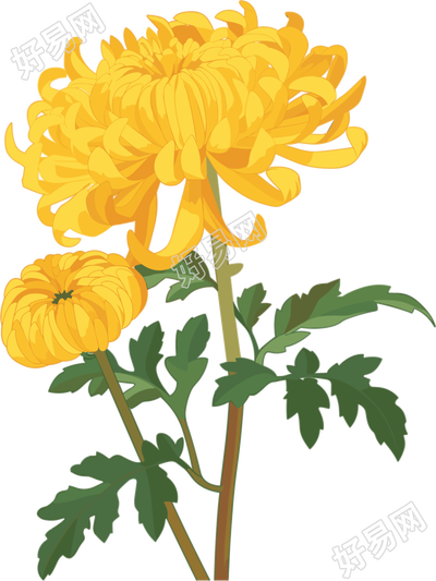 水彩菊花插画设计元素
