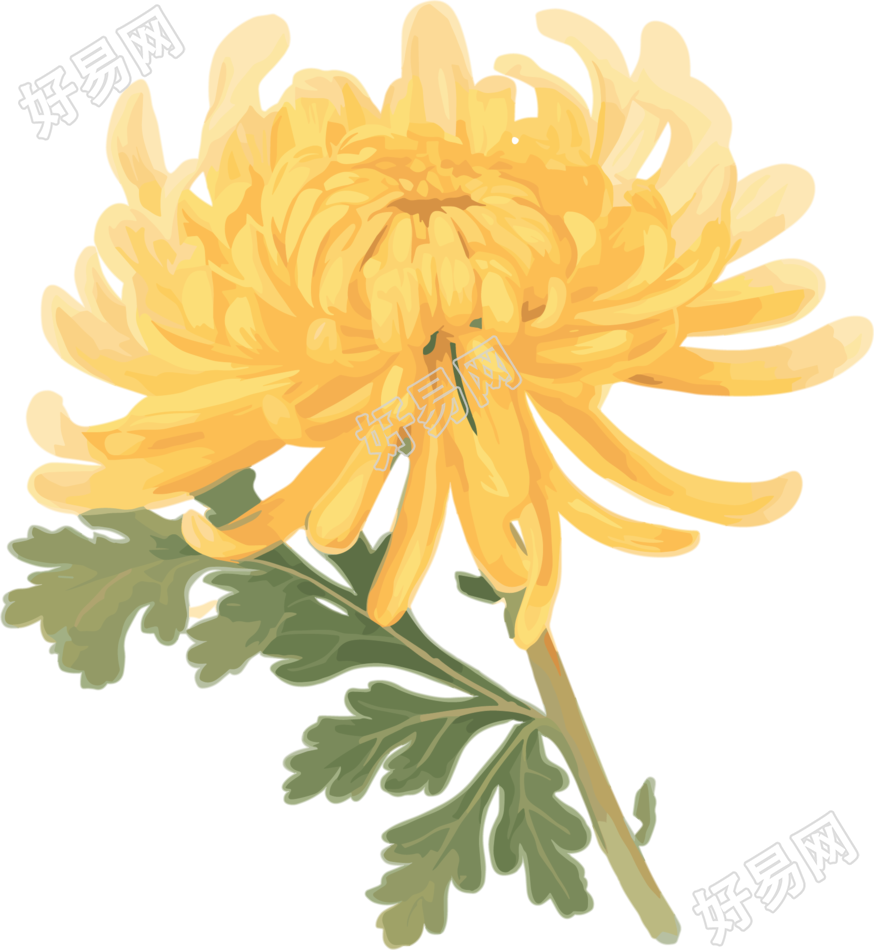 水彩菊花元素