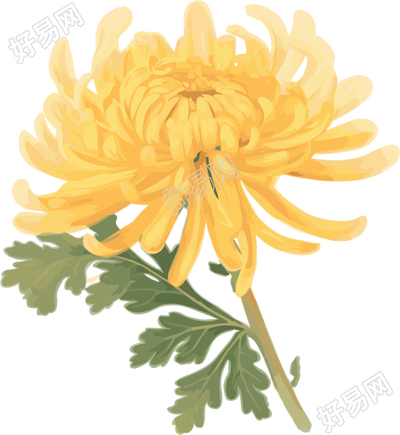 水彩菊花元素