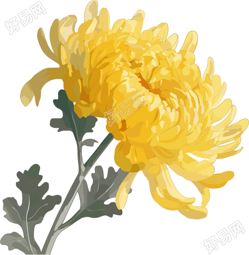 水彩菊花插画
