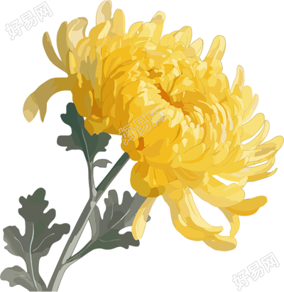 水彩菊花插画